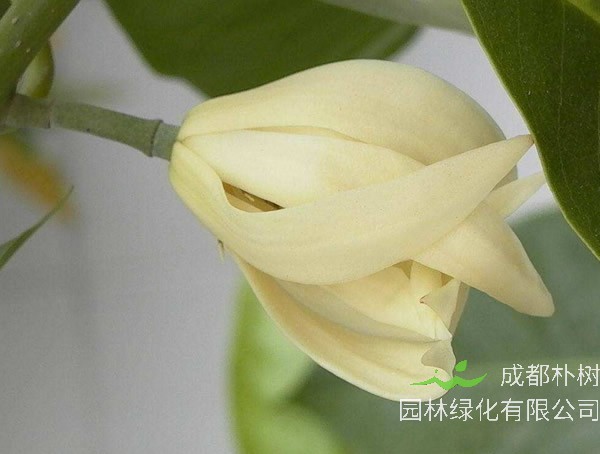 黄角兰种植条件和种植方法有哪些？