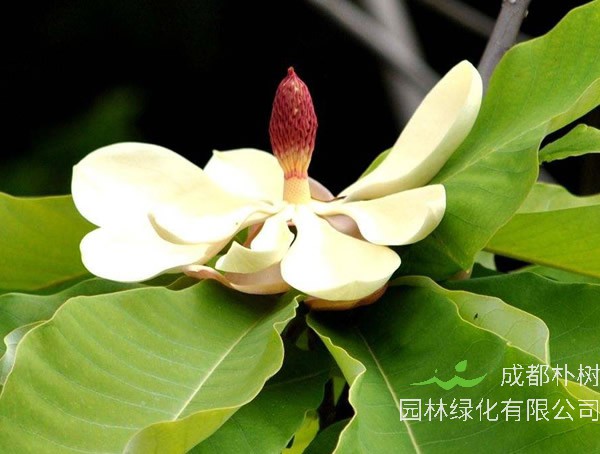 黄角兰适合养在家里吗？