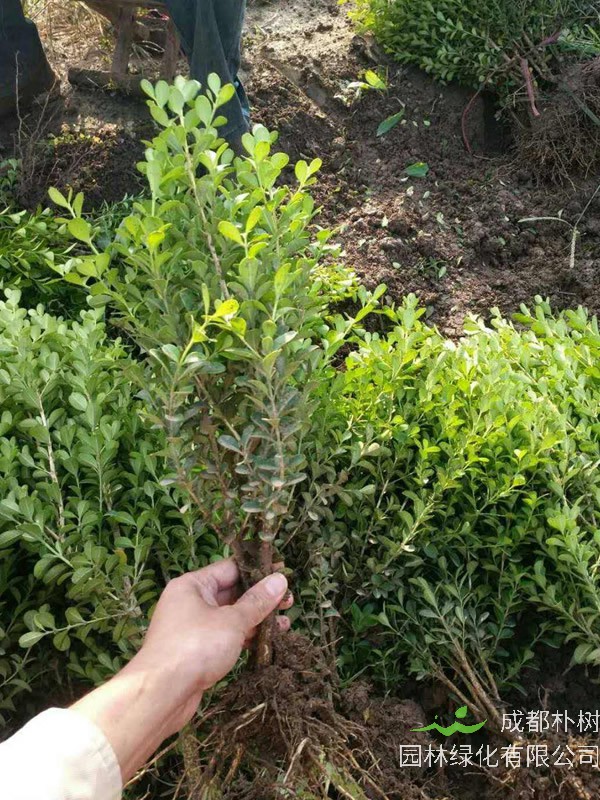 黄杨的功效有哪些？