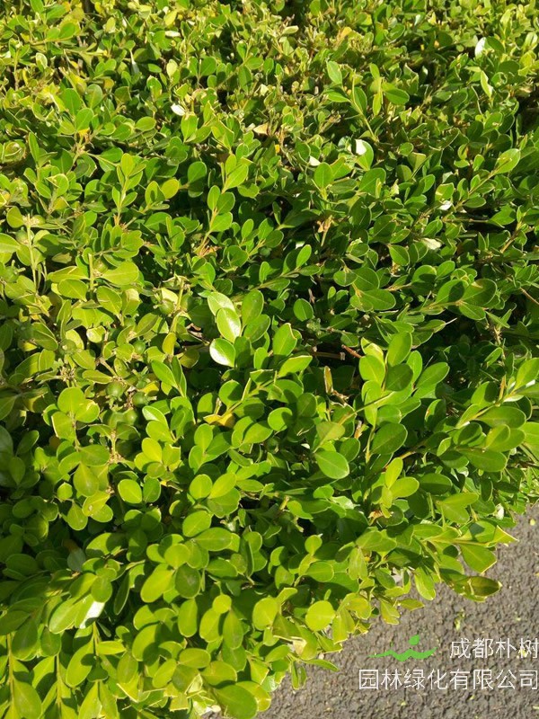 黄杨产于中国的哪些地方？