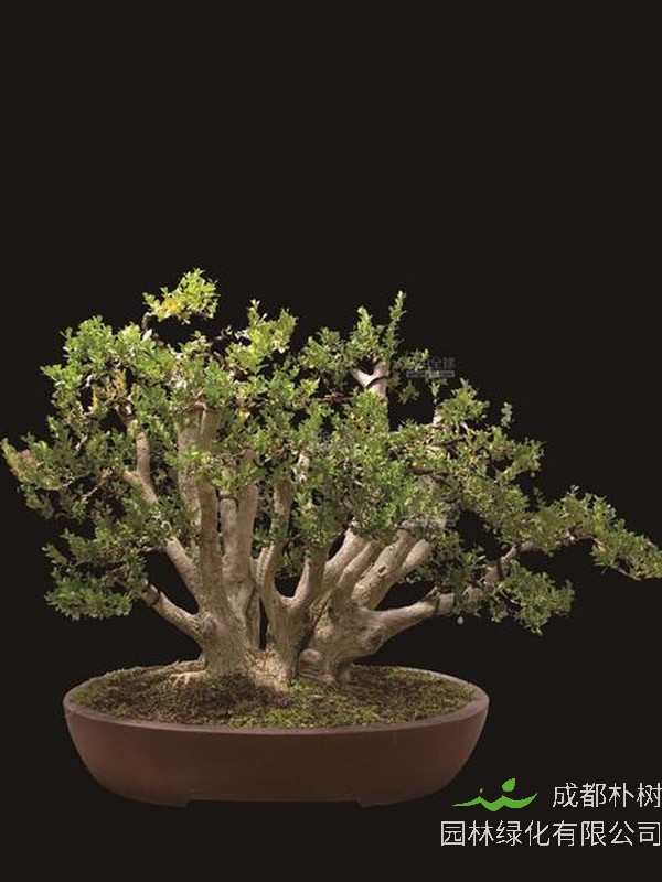 黄杨树盆景如何养？