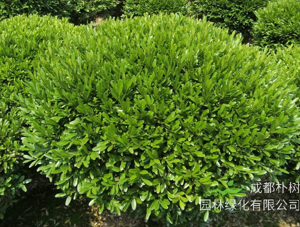 黄杨树可以嫁接到哪些苗木上面？