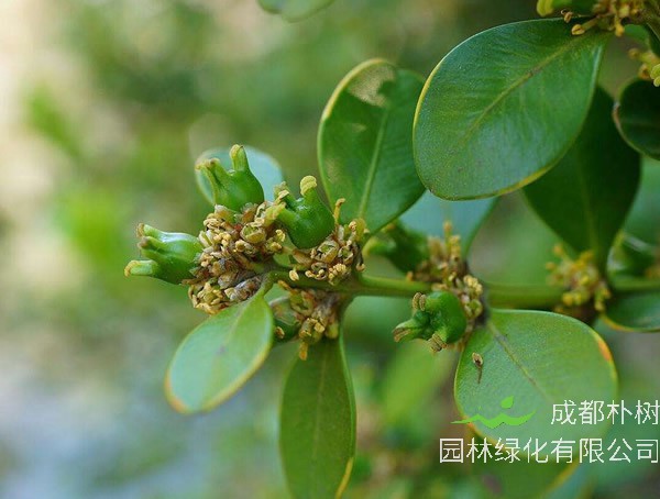 黄杨的生长习性有哪些？