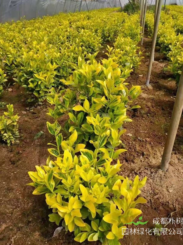 黄杨的叶子黄了有哪些原因？