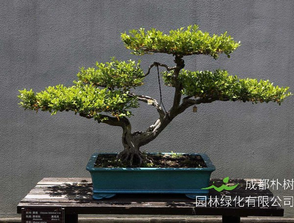 黄杨叶子全干枯了怎么办？