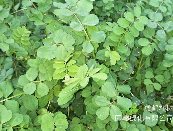 黄杨树可不可以扦插繁殖？