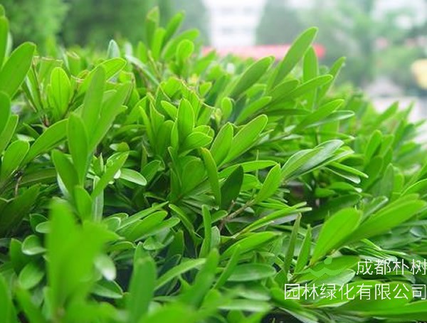 黄杨怎么种植成活率会更高？