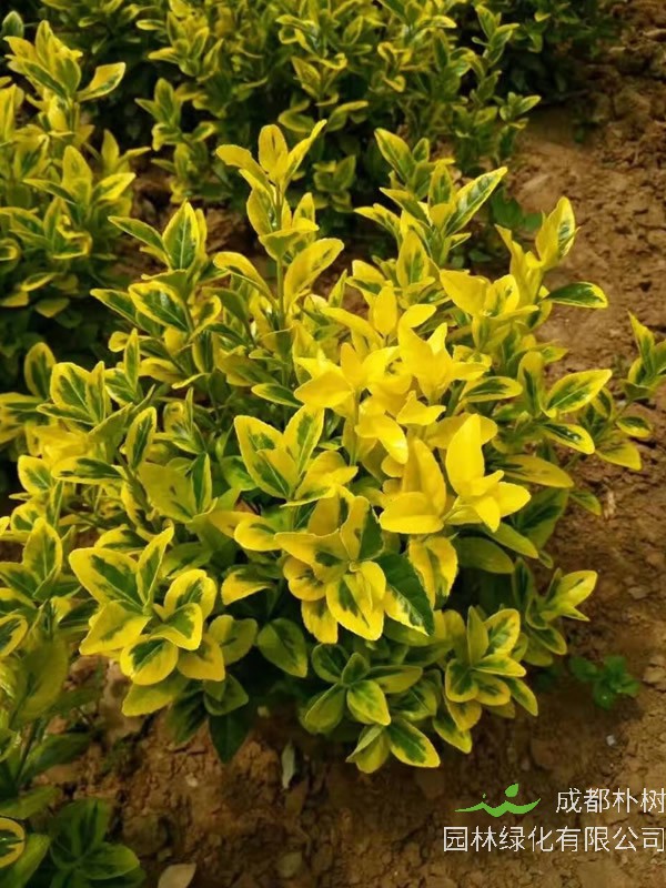 黄杨在什么季节移栽比较好？