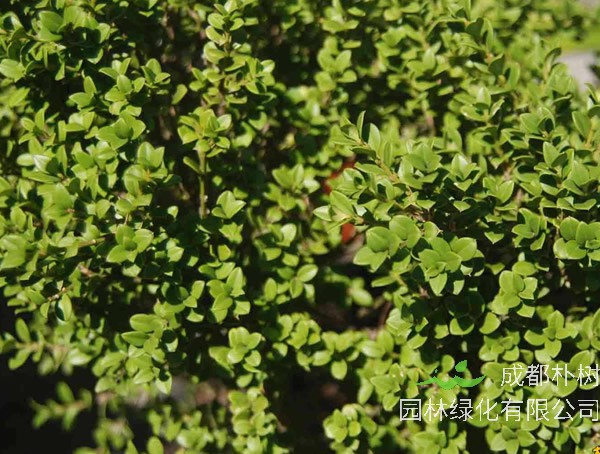 黄杨树结的果实是什么样的？