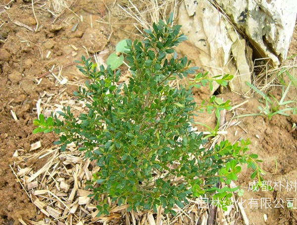 家中栽黄杨树有哪些讲究?