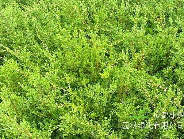 什么品种的黄杨最值钱？