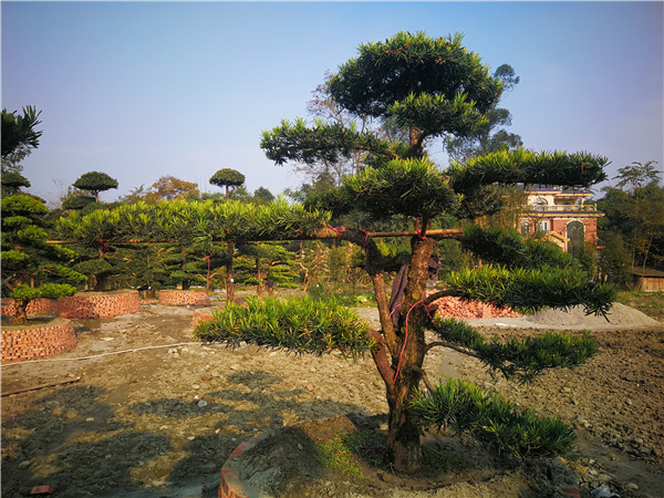 成都市罗汉松养殖方法是什么？