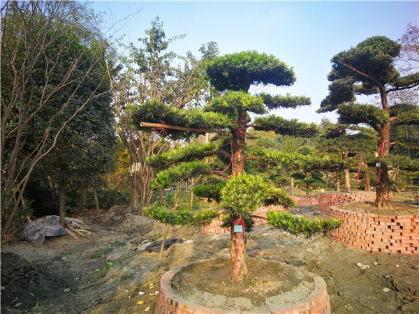 罗汉松苗木基地批发价格是多少？