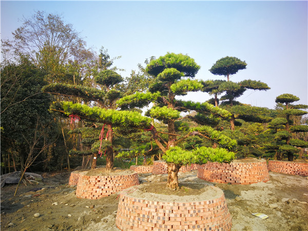 罗汉松的嫁接方法是什么？