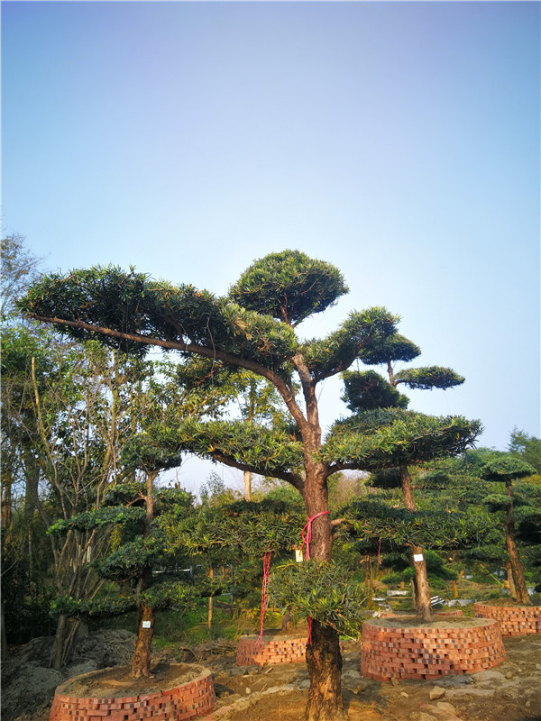 罗汉松园林绿化的用途是什么？