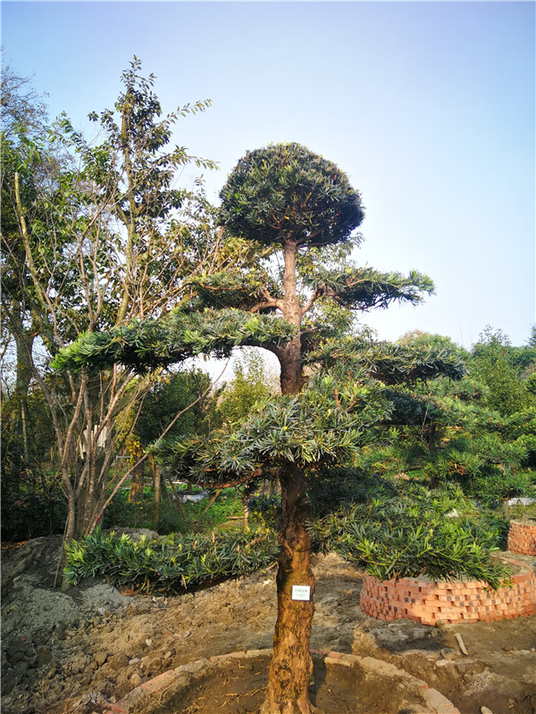 成都市精品罗汉松值多少钱？