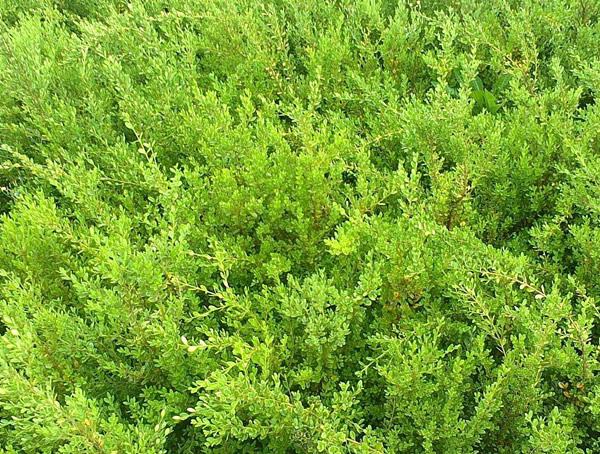 什么品种的黄杨最值钱？