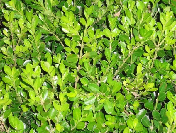 黄杨主要有什么病虫害？