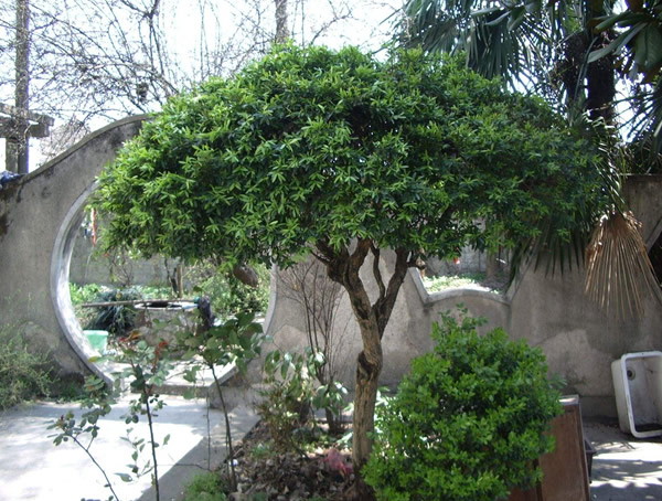 黄杨树与白杨树有哪些不同？