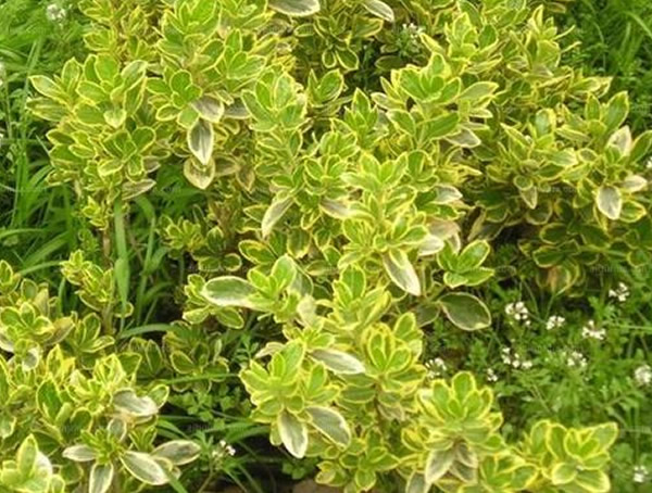 黄杨和冬青有何区别？是不是就是同一种植物？