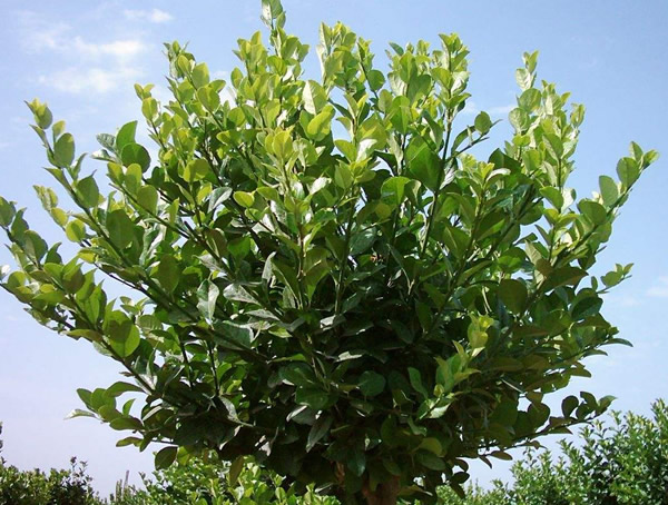 黄杨盆景用什么土比较好？