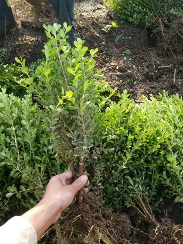 黄杨的功效有哪些？