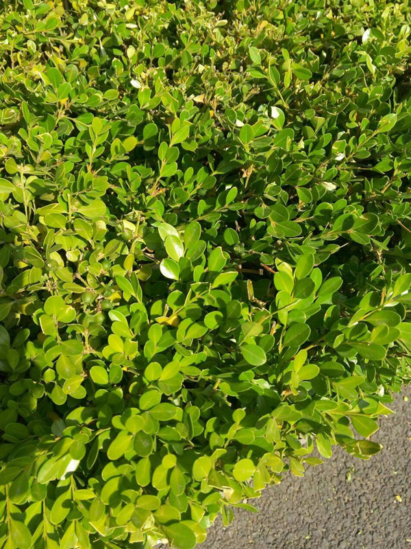 黄杨产于中国的哪些地方？