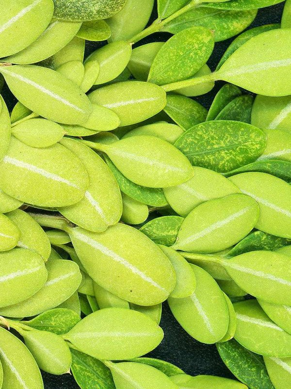 黄杨如何过冬？