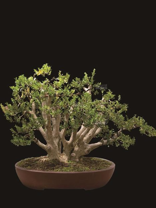 黄杨树盆景如何养？