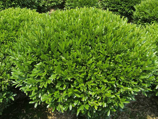 黄杨树可以嫁接到哪些苗木上面？