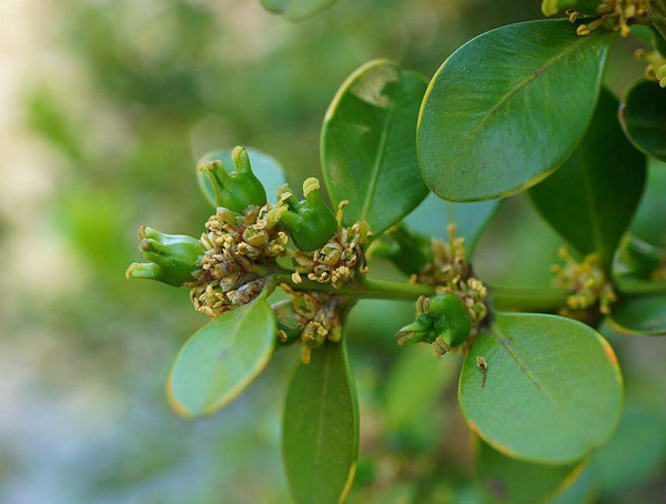 黄杨的生长习性有哪些？