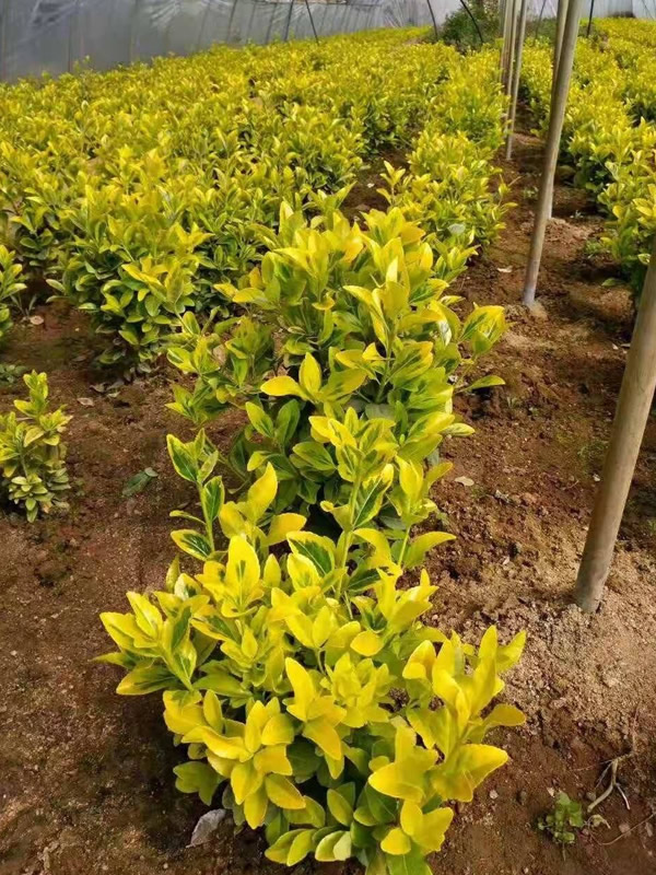 黄杨的叶子黄了有哪些原因？