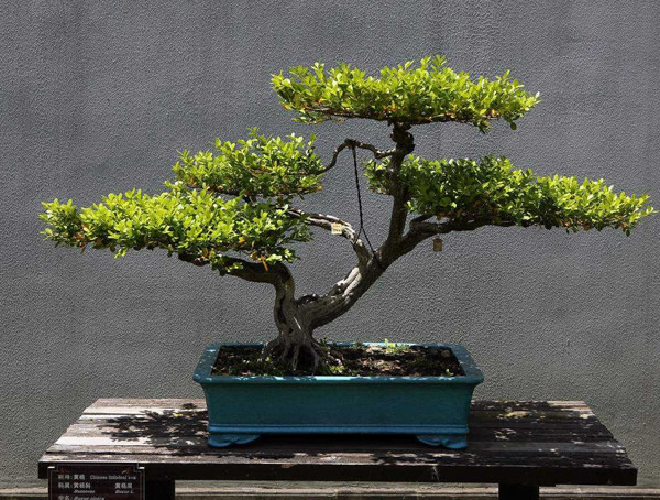 黄杨叶子全干枯了怎么办？