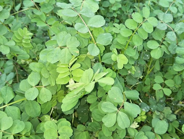 黄杨树可不可以扦插繁殖？