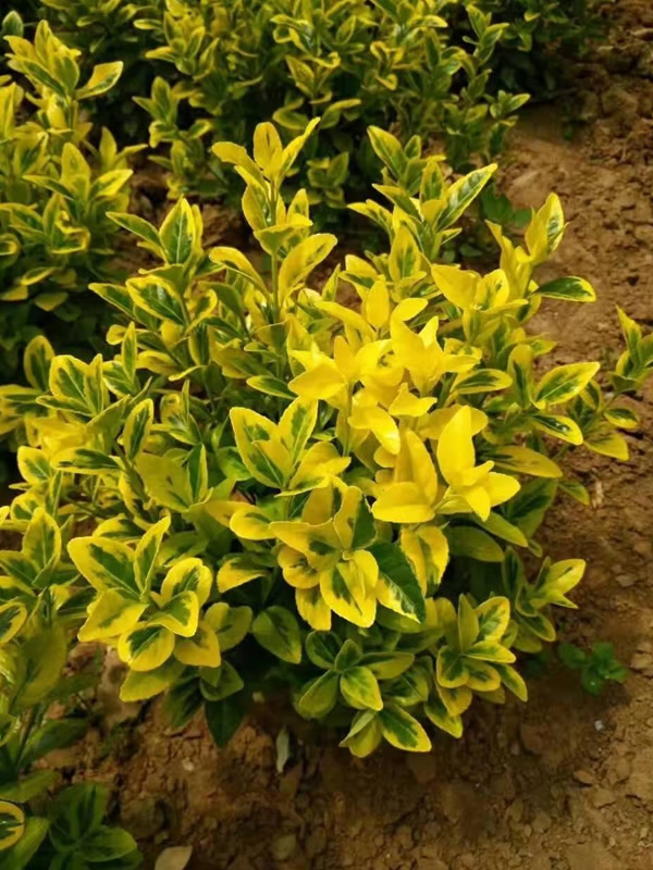 黄杨在什么季节移栽比较好？