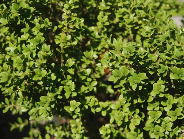 黄杨树结的果实是什么样的？