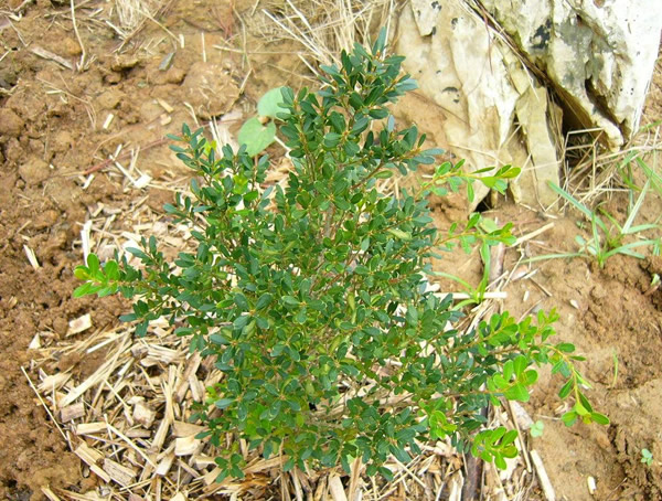 家中栽黄杨树有哪些讲究？