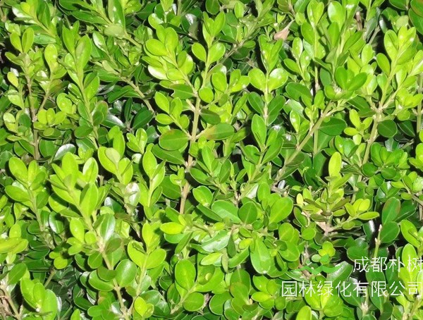 黄杨主要有什么病虫害？