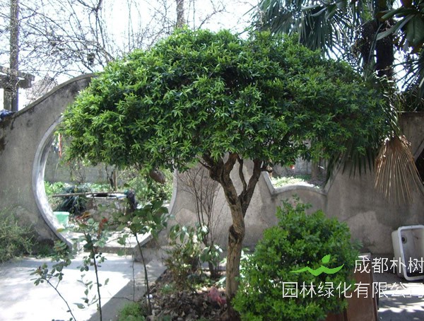 黄杨树与白杨树有哪些不同？