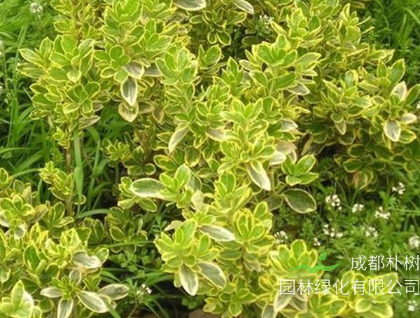 黄杨和冬青有何区别？是不是就是同一种植物？