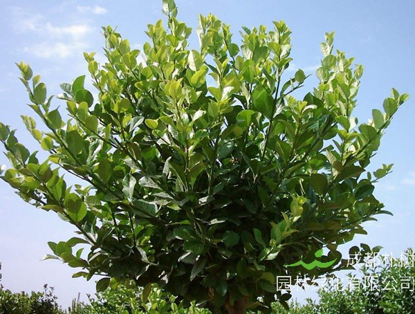 黄杨盆景用什么土比较好？