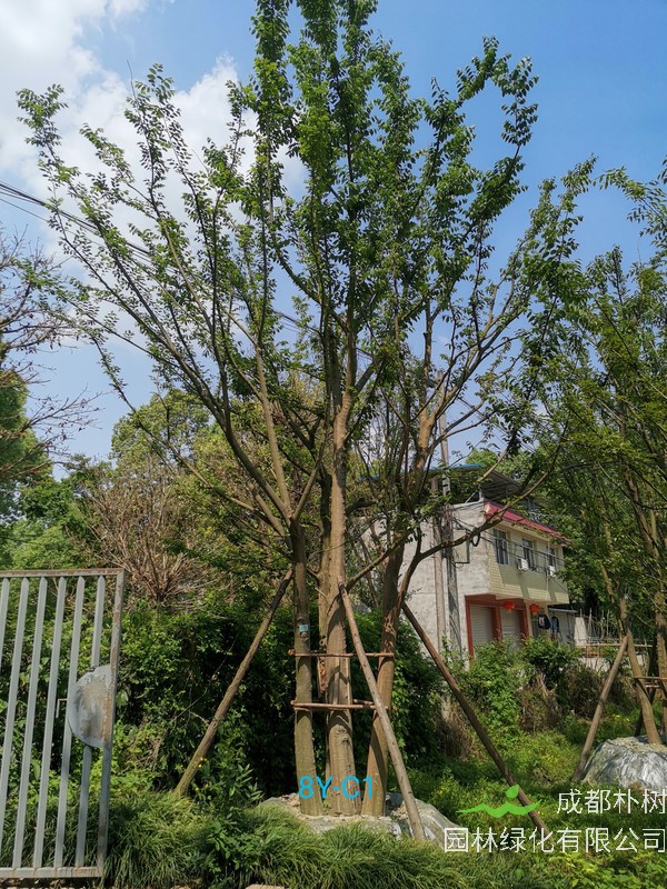 朴树的最佳移栽时间是几月，移栽时需要注意什么？