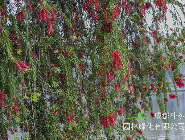 串钱柳价格-图片-形态特征-主要经济价值-分布范围-生长习性