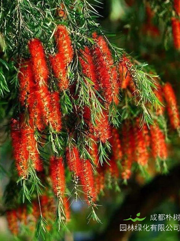 串钱柳能否做手串？什么树木能做手串？