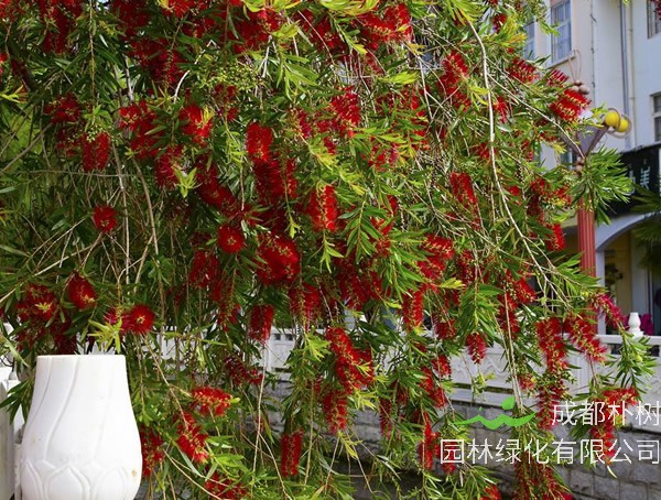 串钱柳的果子能食用吗？