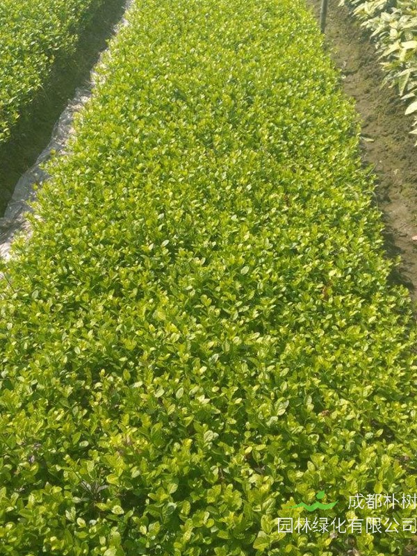 小叶黄杨图片