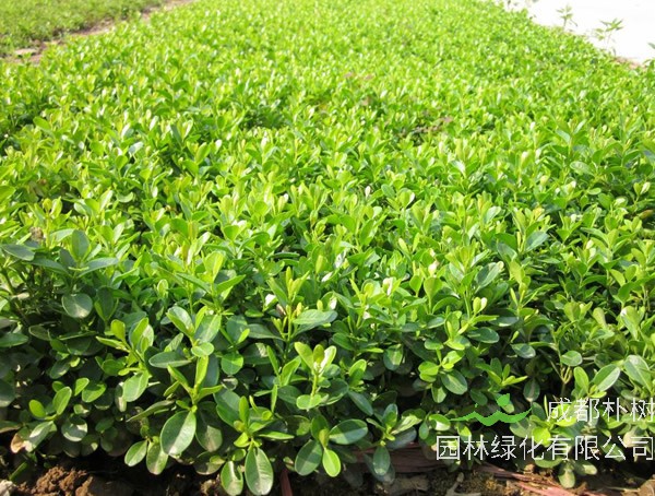 小叶黄杨球图片