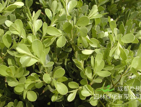 小叶黄杨盆景图片