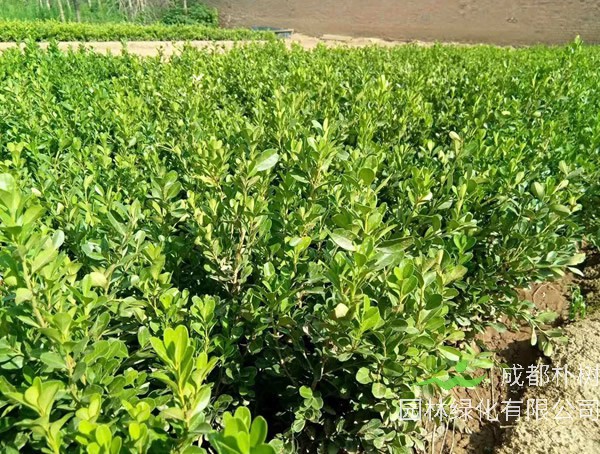 小叶女贞与小叶黄杨的区别？