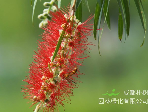 串钱柳价格-图片-形态特征-主要经济价值-分布范围-生长习性